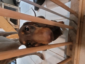 Dackeldame sucht Bestplatz