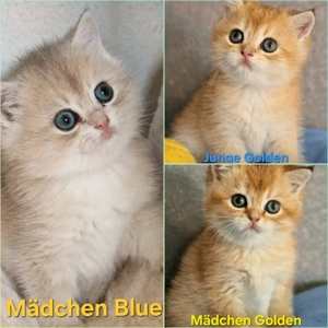 Bkh Kitten mit Stammbaum 