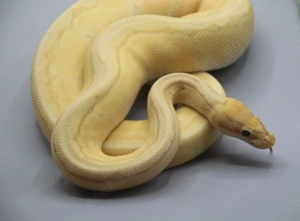 div. Königspython 0.1 und 1.0