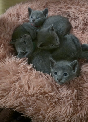 Russisch blau 26.01.26