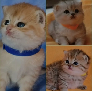 Bkh Kitten mit Stammbaum 