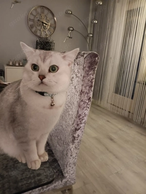 BKH Kater in liebevolle Hände abzugeben