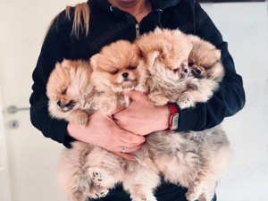  Pomeranian Zwergspitz Deckrüde  Bild 4