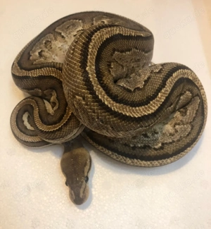 div. Königspython 0.1 und 1.0