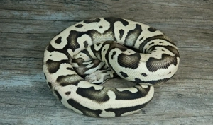 div. Königspython 0.1 und 1.0