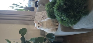 Liebevolles Zuhause für unsere Katze Mia gesucht Bild 2