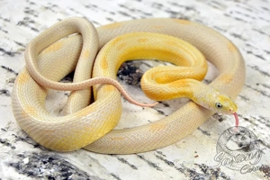 1.0 Lemon Striped ph Cinder Bloodred Kornnatter