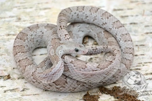 1.0 Hypo Cinder het Terrazzo Kornnatter