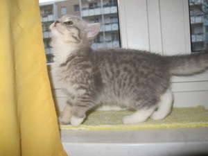 Noch 1 BKH Kätzchen sucht ein liebes Zuhause 