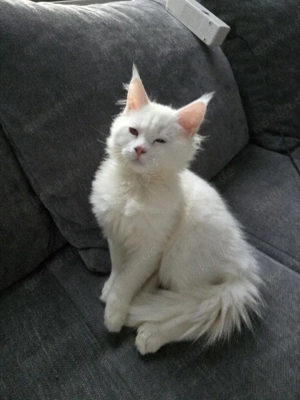 Maine conn  Mädchen Abzugeben ab sofort 