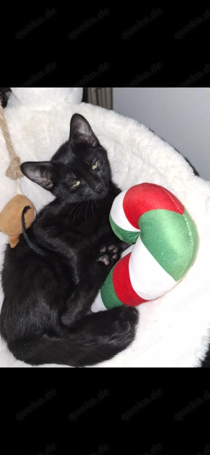 Kater chase in Liebevolle Hände abzugeben 