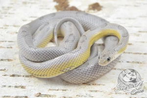 1.0 Sunkissed Anery Striped Kornnatter