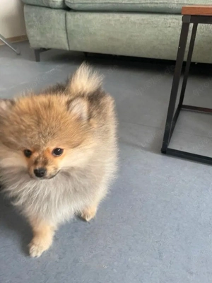 Pomeranian Spitz Welpen 
