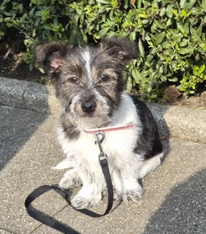 Freundliche Welpe Hündin mischlings in gute Hände abzugeben