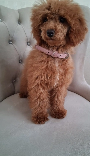 Zuckersüße Toy Zwerge Pudel Girl 