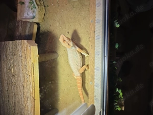 Bartagame weib. Mit Terrarium 