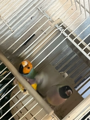 gouldmadinen zum abgeben 