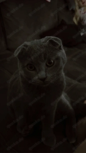 Britisch kurzhaar katzen mix 