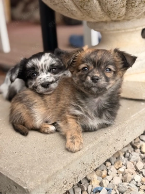Traumhafte Malchipoo Welpen aus liebevoller Familienaufzucht