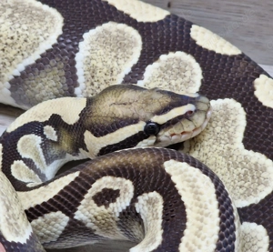 1,0 Desert Ghost het.Cryptic (Zuchttier)