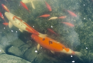 5 Große Koi s 50cm, ca.2-2,5kg günstig abzugeben