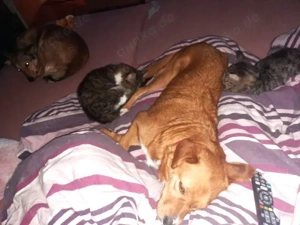 Hübsche Katinka - will endlich zur Ruhe kommen Bild 4