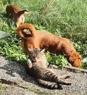 Hübsche Katinka - will endlich zur Ruhe kommen Bild 3