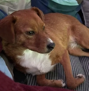 Hübsche Katinka - will endlich zur Ruhe kommen Bild 5