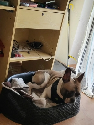 Französische bulldogge 