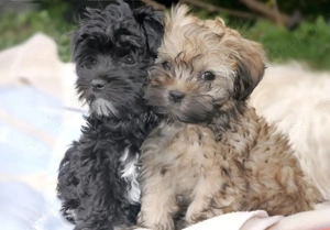 Beautiful Bolonka Zwetna Welpen mit Papieren 