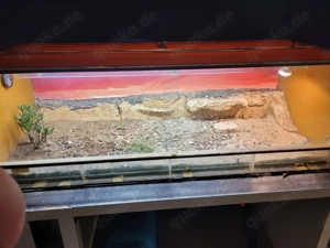 Großes Terrarium 150x60x50