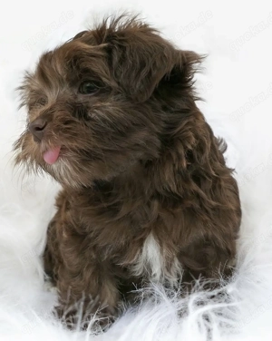 Reinrassige Bolonka Zwetna Welpen