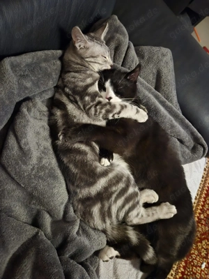 2 liebevolle Katzen (6monate) abzugeben