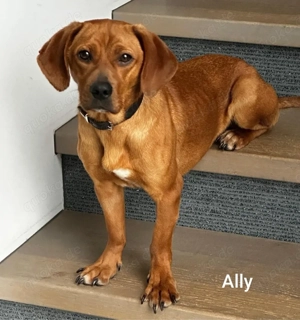 Ally - Mini Ridgebag Ausführung sucht tolle Leute *in einer Pflegefamilie*