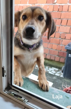 Laja, ein wahrer Sonnenschein *in einer Pflegefamilie*