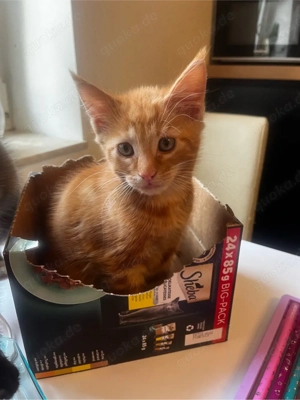 Maine-Coon Mix Kitten zu verkaufen 