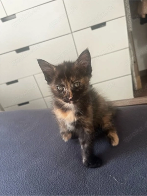 Maine-Coon Mix Kitten zu verkaufen 