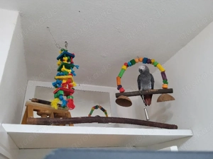 Graupapagei ist 10 Monate alt und besitzt alle erforderlichen Papiere.