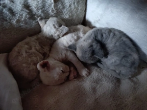 Reinrassige Devon Rex Kitten