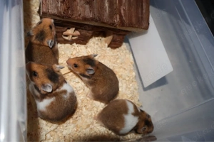 Goldhamster Babys