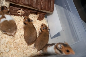 Goldhamster Babys