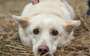 Jana sucht ein Zuhause