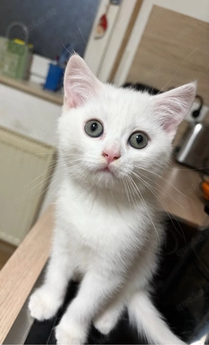 Bkh Kater reinrassig