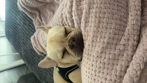 Französische Bulldogge 