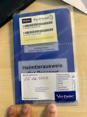 Wunderschönen Siberian Husky Welpen mit blauen Augen 