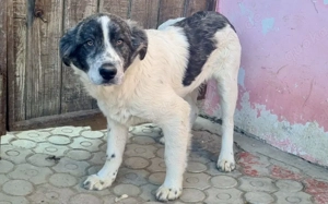 Jamy ist auf der Suche nach seinem Heim