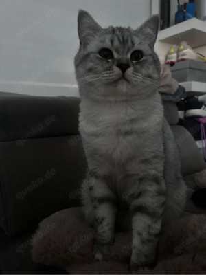 Zwei Katzenbrüder suchen neues Liebevolles zuhause 