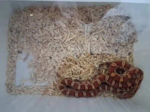 Terrarium mit 2 Kornnattern 