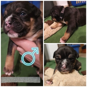 Bulldoggen Welpen ( american bully   Old english Bully Mix)
