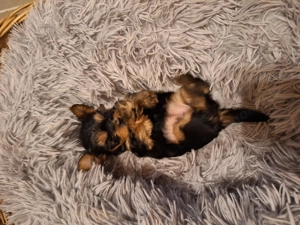 Yorki Welpen